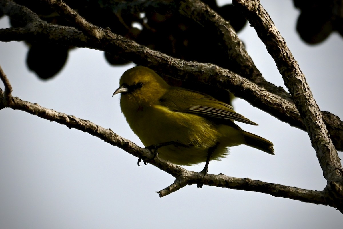 Amakihi familier (virens) - ML644626408