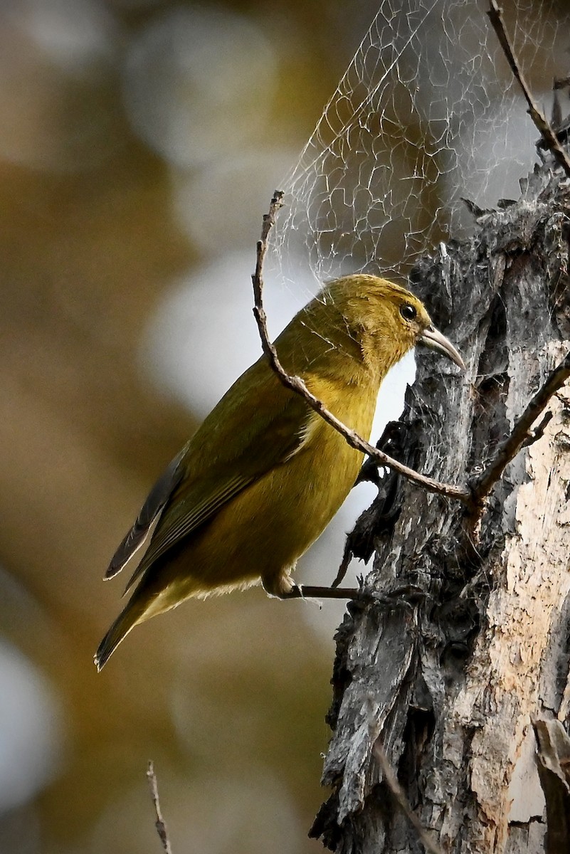 Amakihi familier (virens) - ML644626409