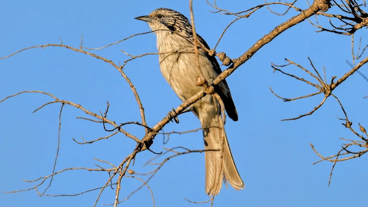 Striped Honeyeater - ML644626410