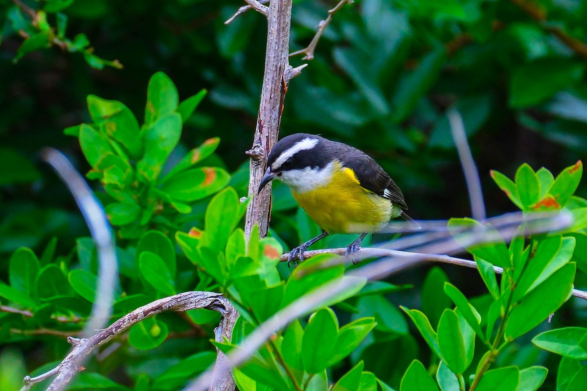 Sucrier à ventre jaune - ML644626411