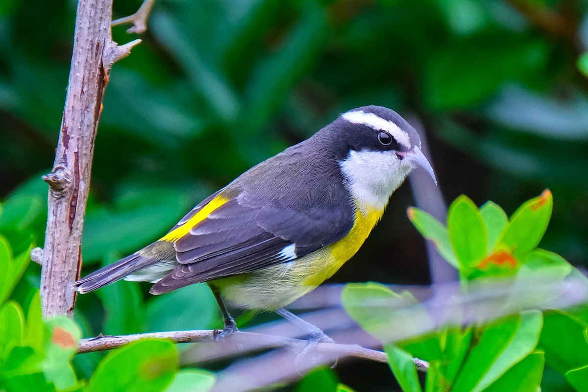 Sucrier à ventre jaune - ML644626412