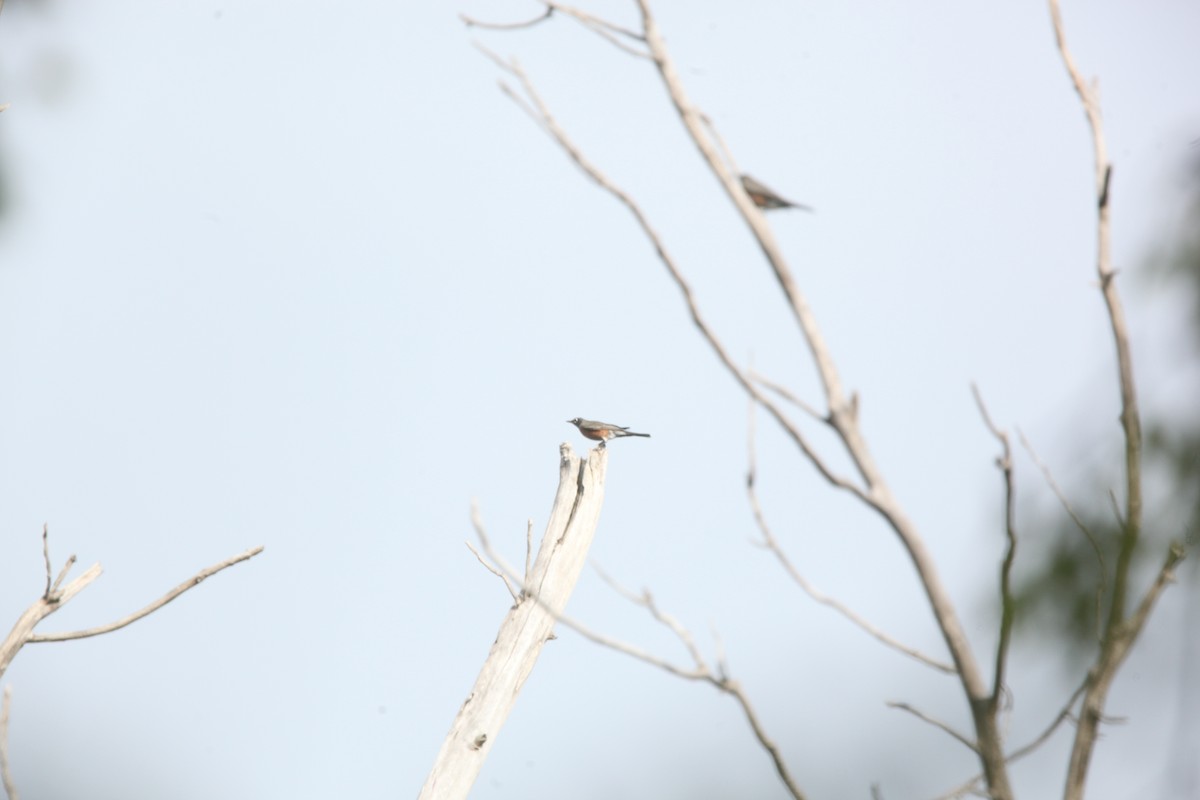 American Robin - ML644626420