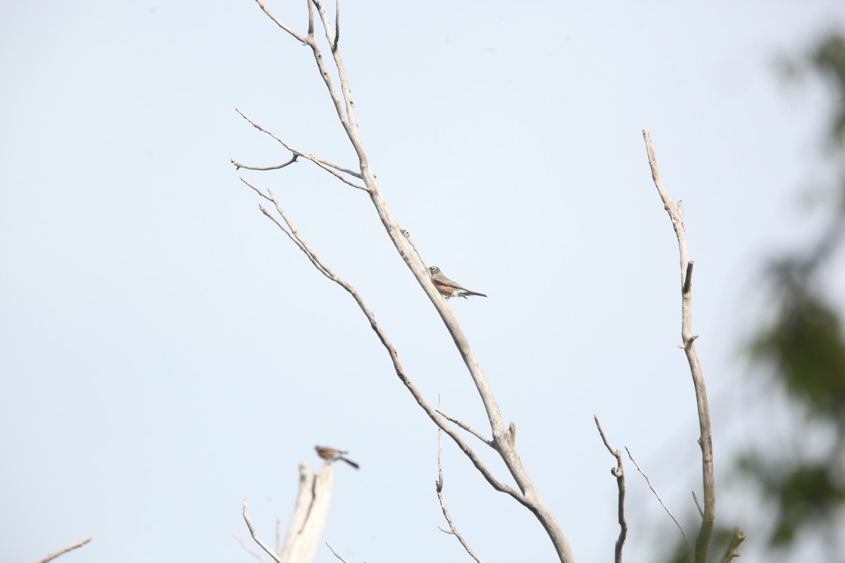 American Robin - ML644626421