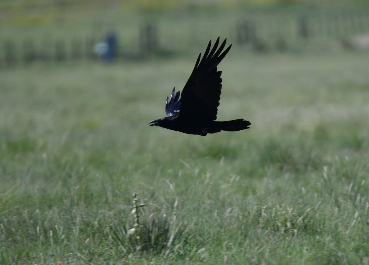 Kuzgun - ML644626422