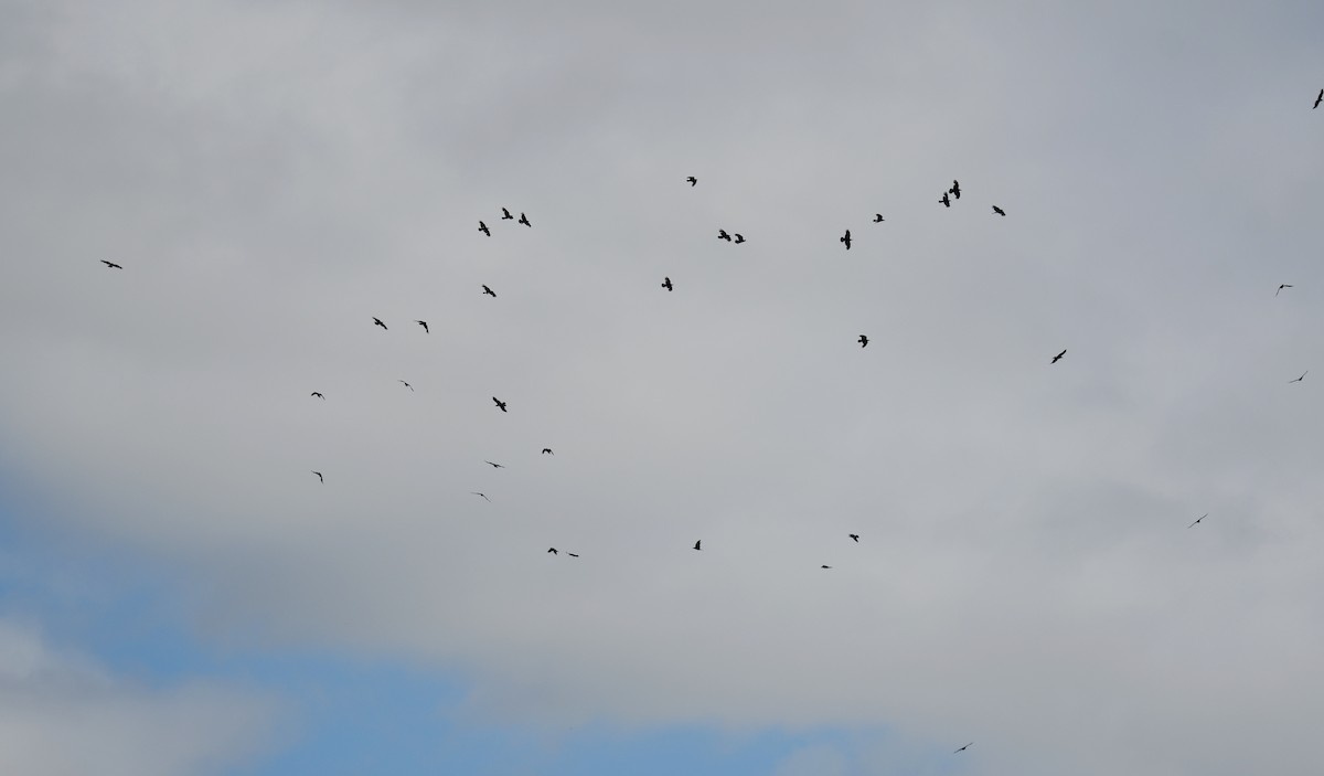 Kuzgun - ML644626423