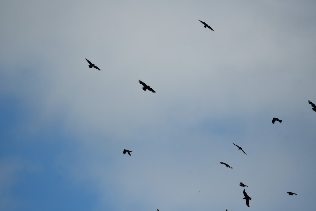 Kuzgun - ML644626424