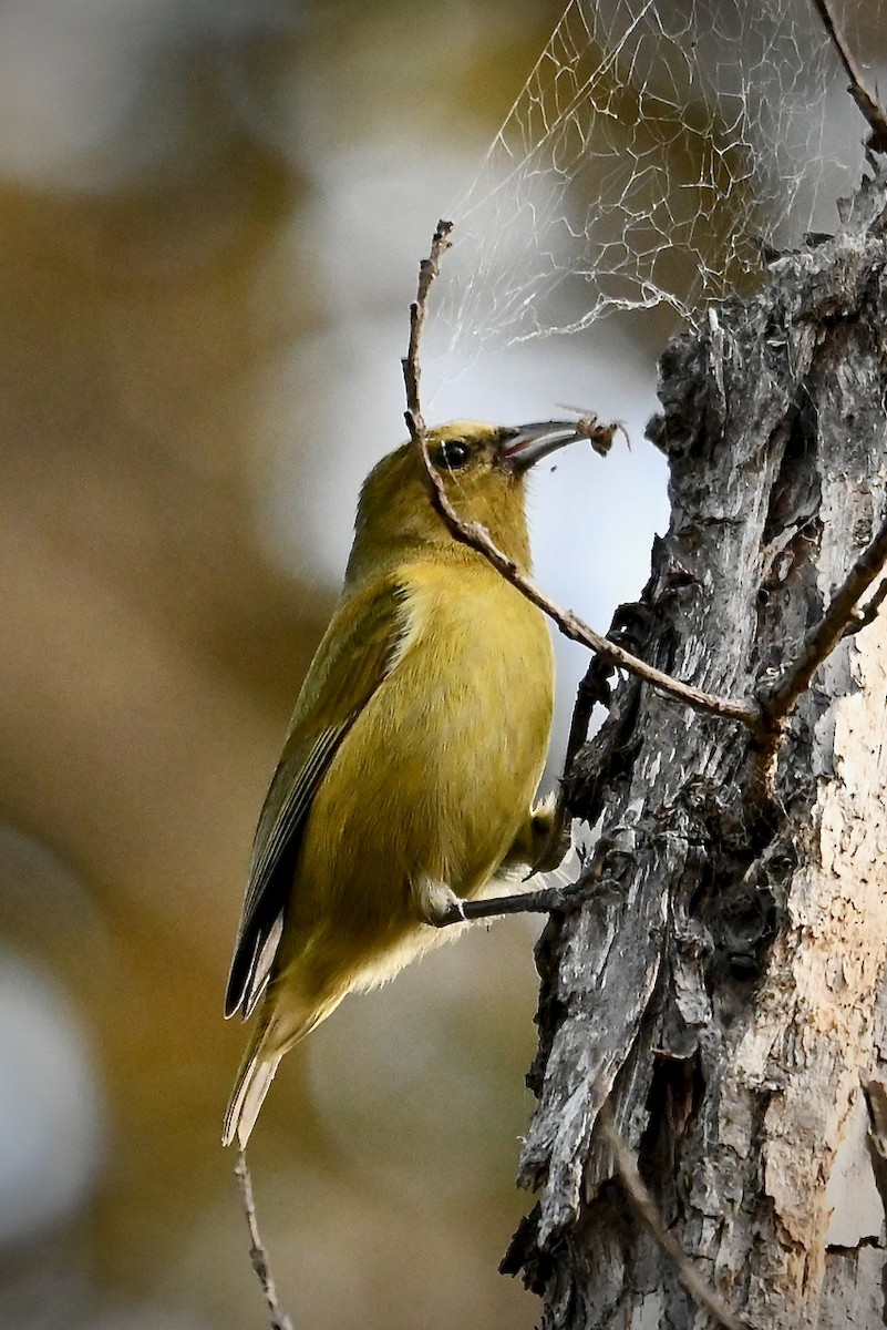 Amakihi familier (virens) - ML644626427