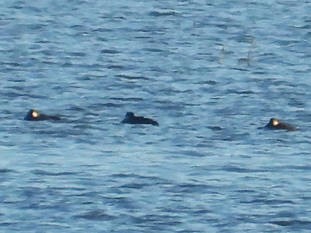 turpan žlutozobý - ML644626431