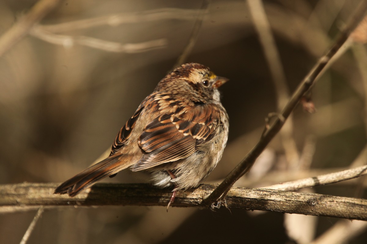 White-throated Sparrow - ML644626432