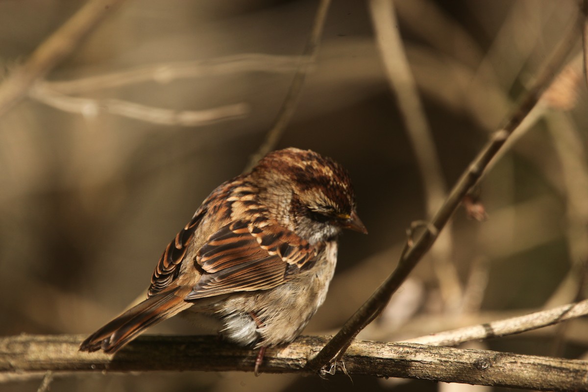 White-throated Sparrow - ML644626433