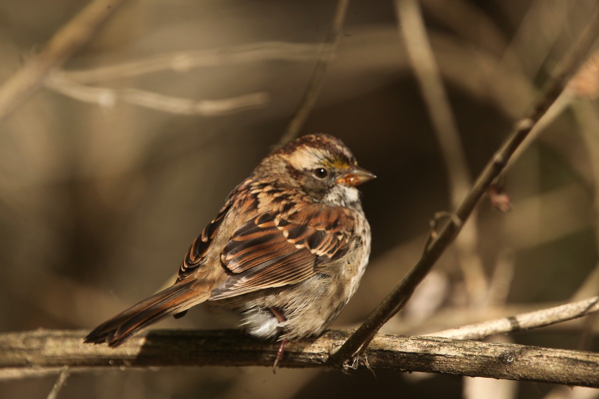 White-throated Sparrow - ML644626434