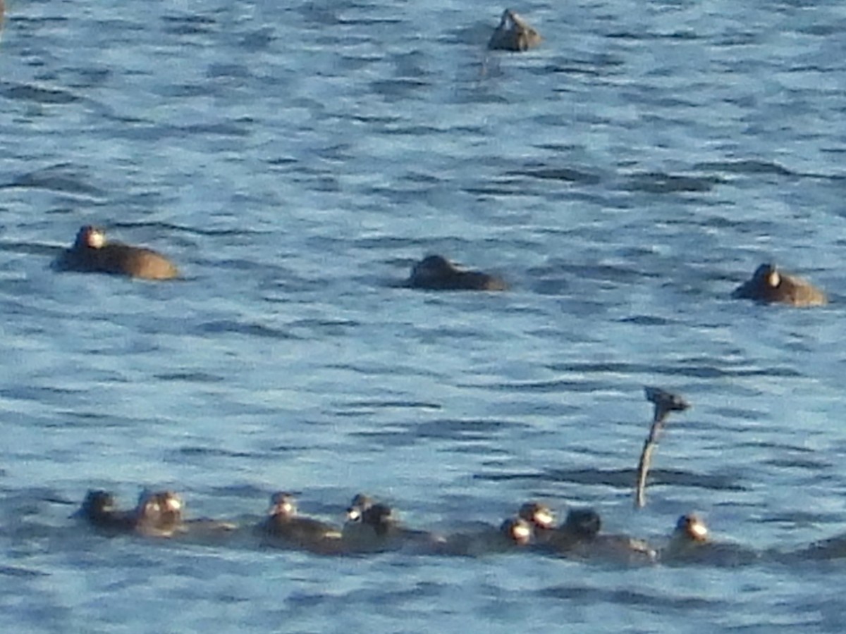 turpan žlutozobý - ML644626436