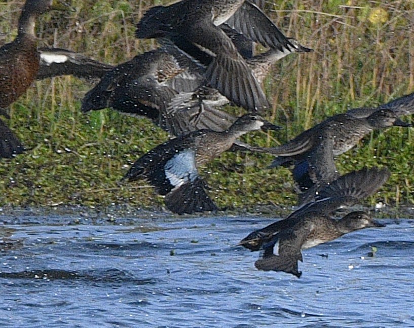 Blauflügelente - ML644626437