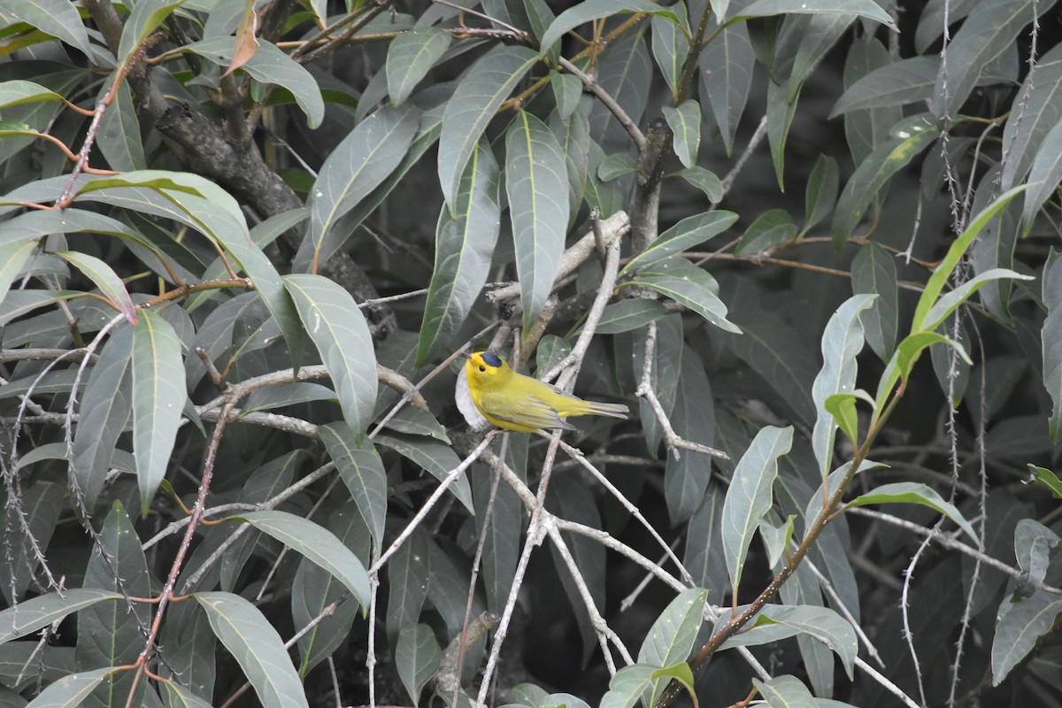 Wilson's Warbler - ML644626441