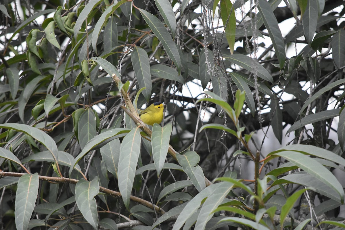 Wilson's Warbler - ML644626442