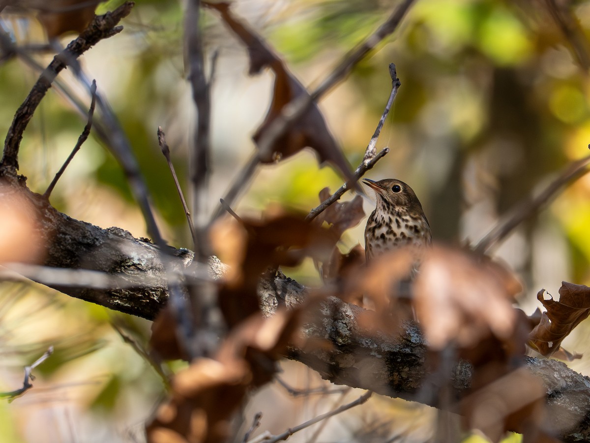 קיכלי חלוד-זנב - ML644626443