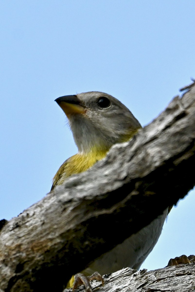Saffron Finch - ML644626444