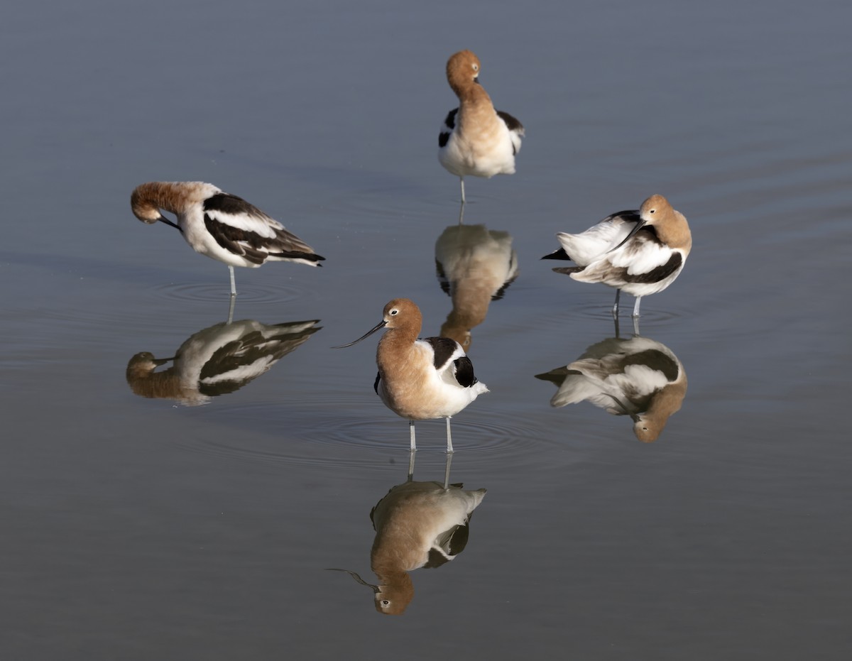 American Avocet - ML644626449