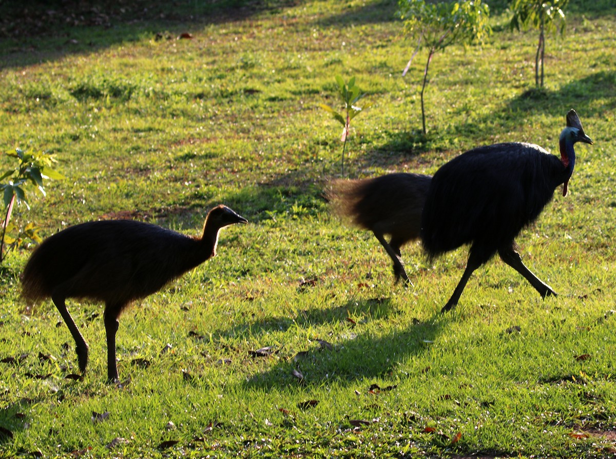 Southern Cassowary - ML644626453