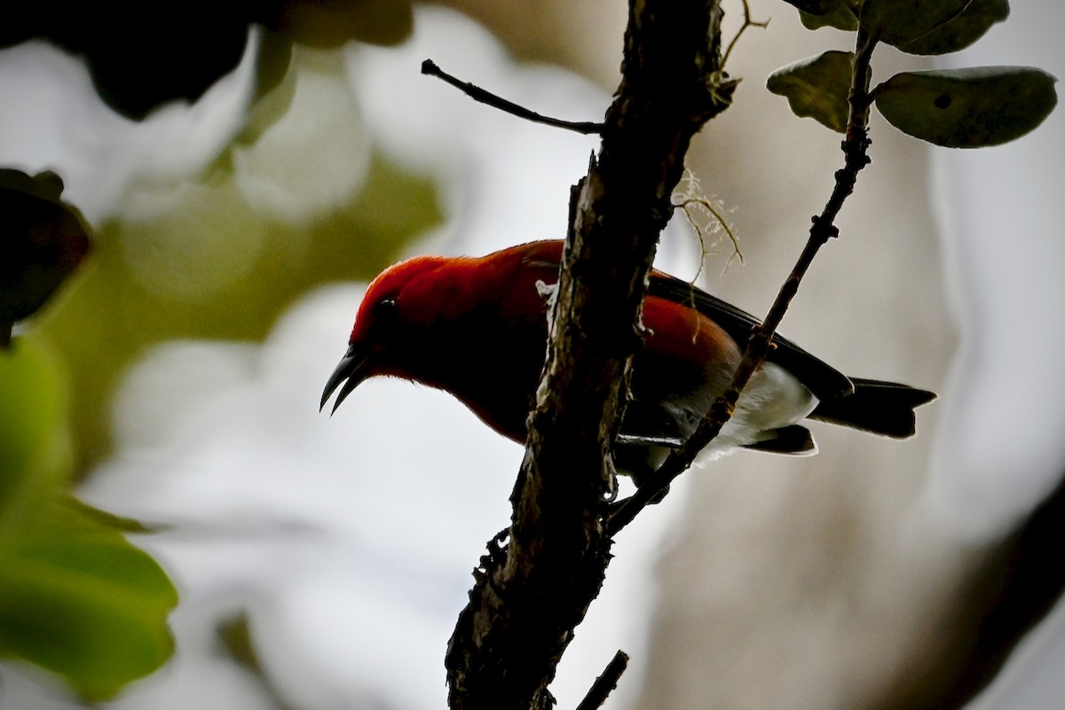 Apapane - ML644626454