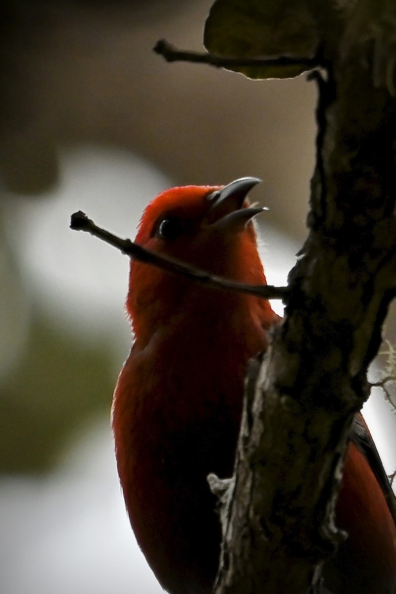 Apapane - ML644626455