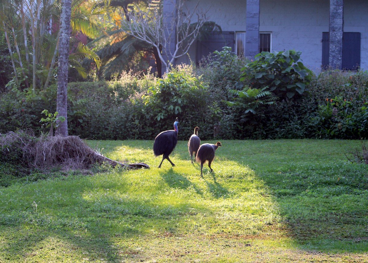 Southern Cassowary - ML644626468