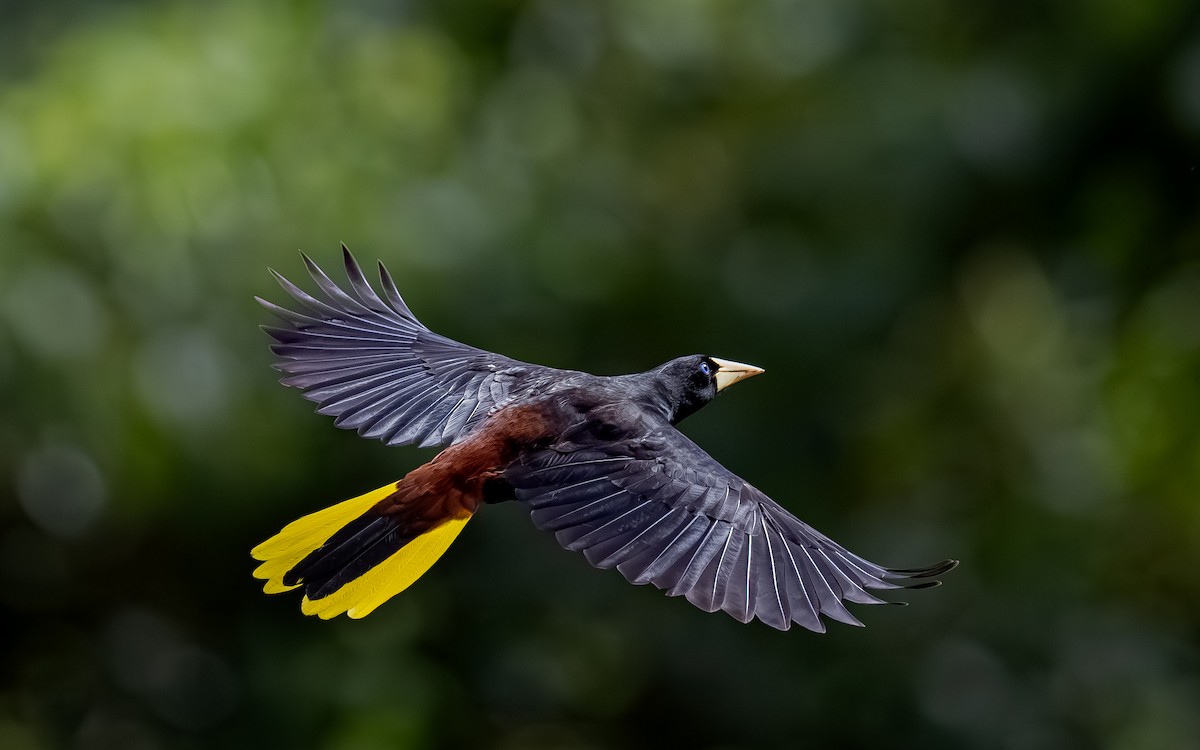 Crested Oropendola - ML644626471