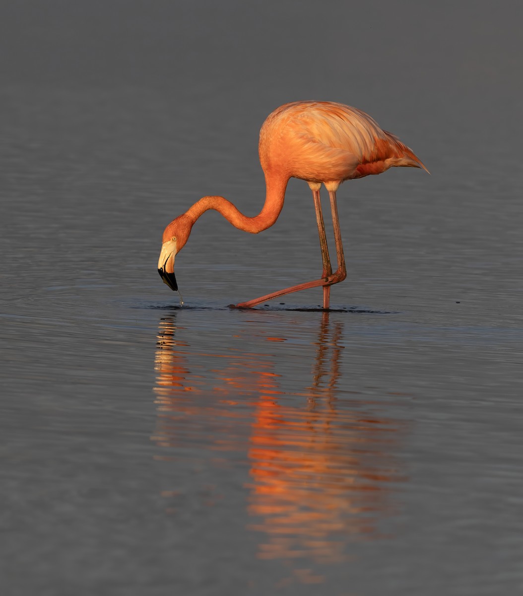 American Flamingo - ML644626483