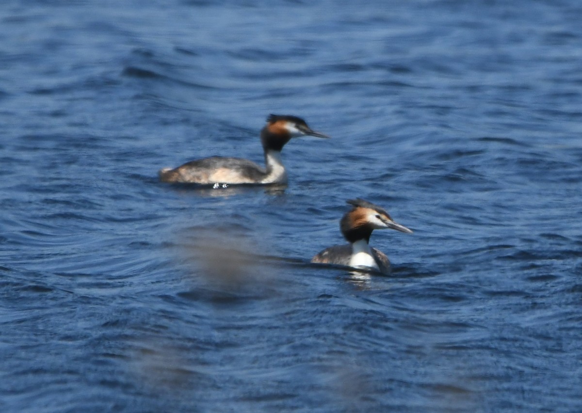 Отгот шунгуур - ML644626484