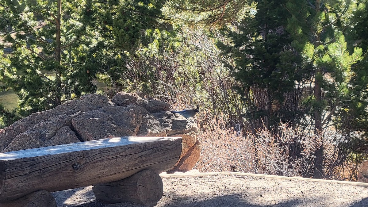 Steller's Jay - ML644626485