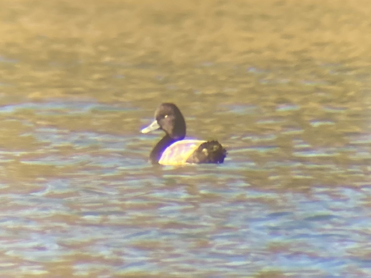 Lesser Scaup - ML644626487
