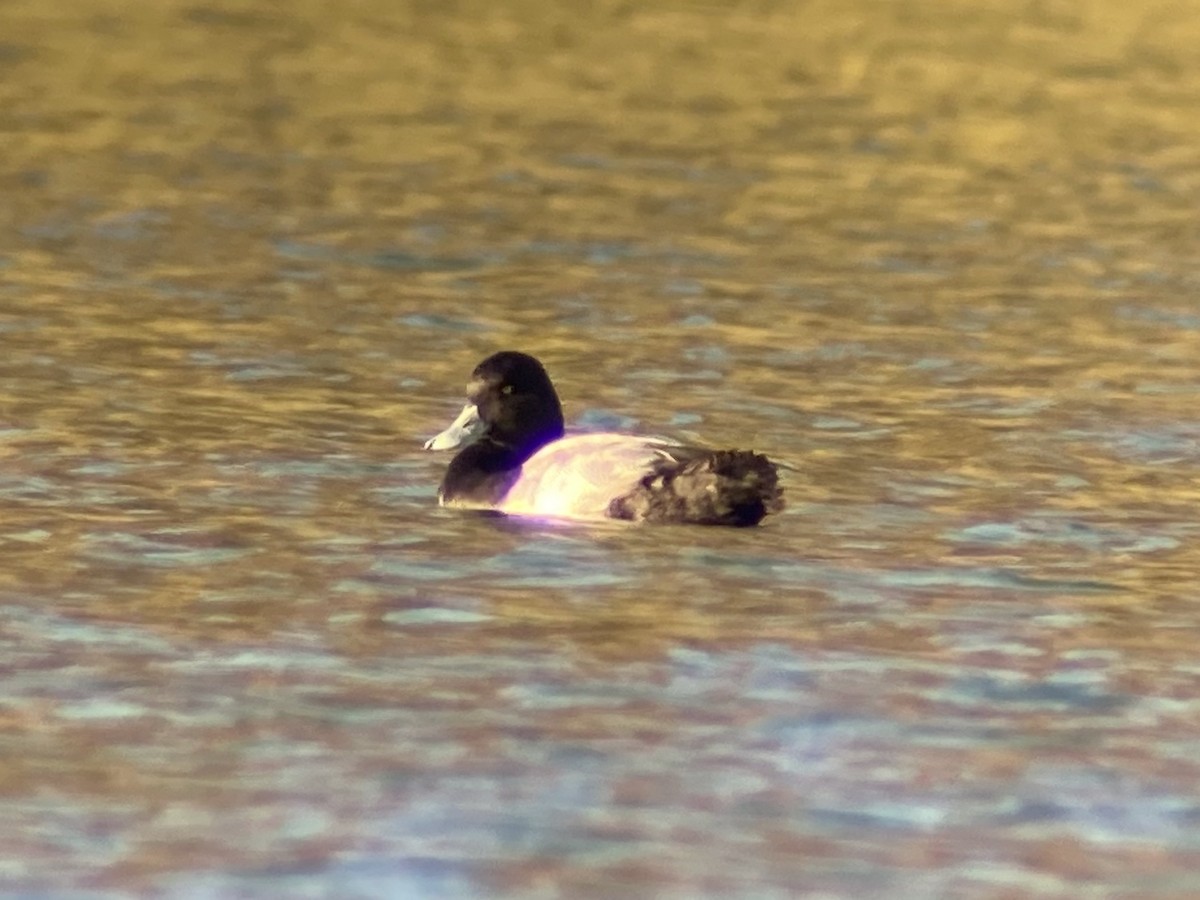 Lesser Scaup - ML644626488