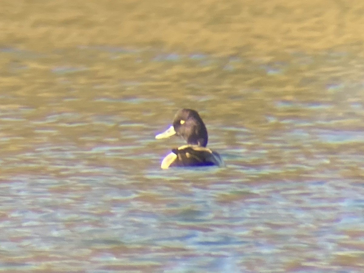Lesser Scaup - ML644626489