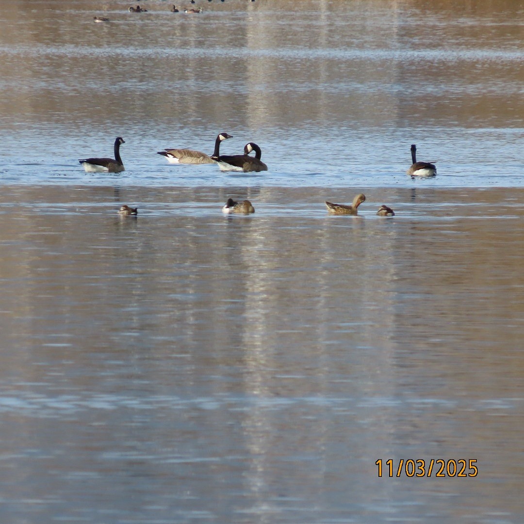 Branta kanadar handia - ML644626507