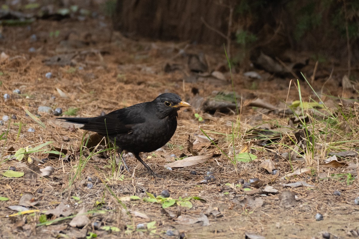 Mandarinamsel - ML644626513