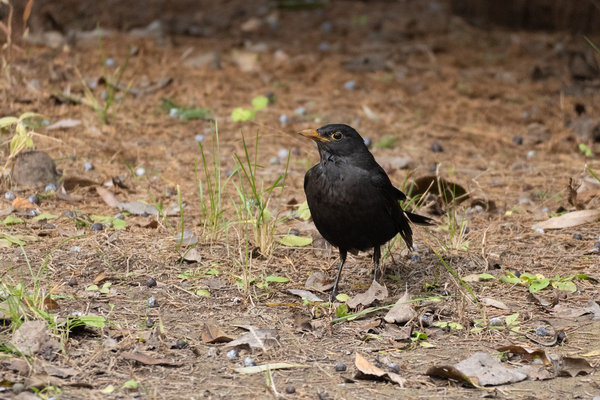 Mandarinamsel - ML644626514