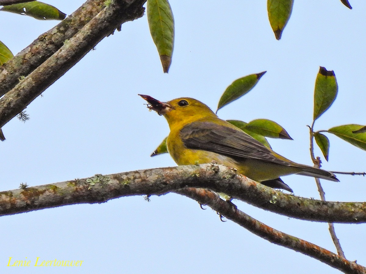 Scarlet Tanager - ML644626518