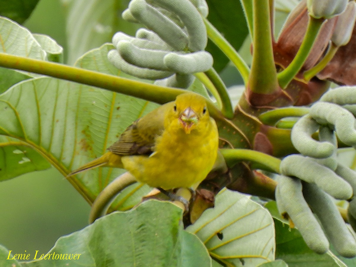 Scarlet Tanager - ML644626521