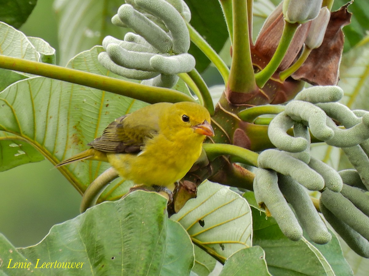 Scarlet Tanager - ML644626523