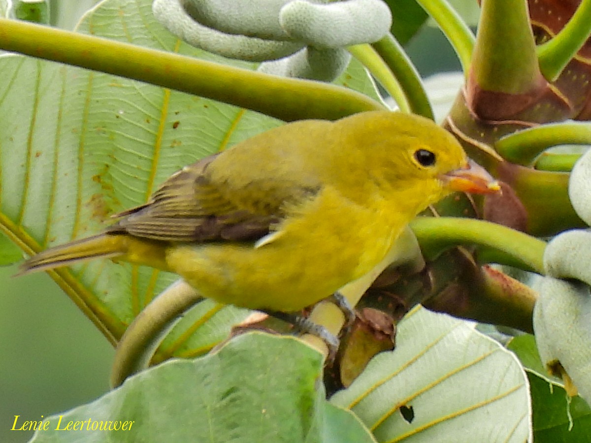 Scarlet Tanager - ML644626524