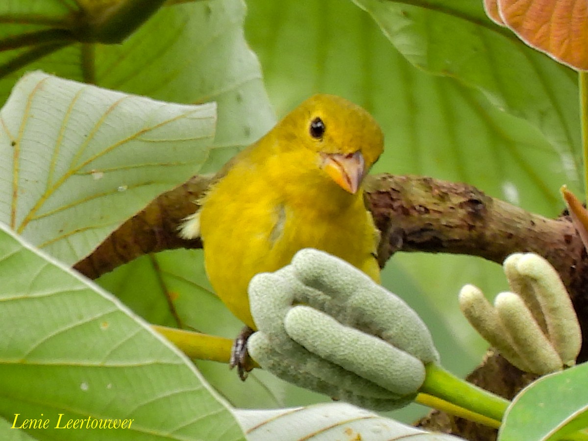 Scarlet Tanager - ML644626525