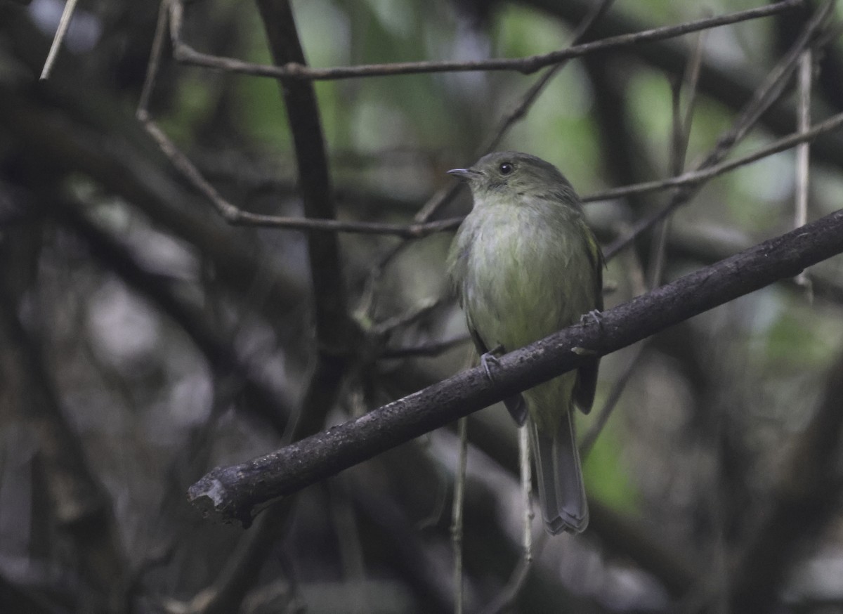 Serra do Mar Tyrant-Manakin - ML644626530
