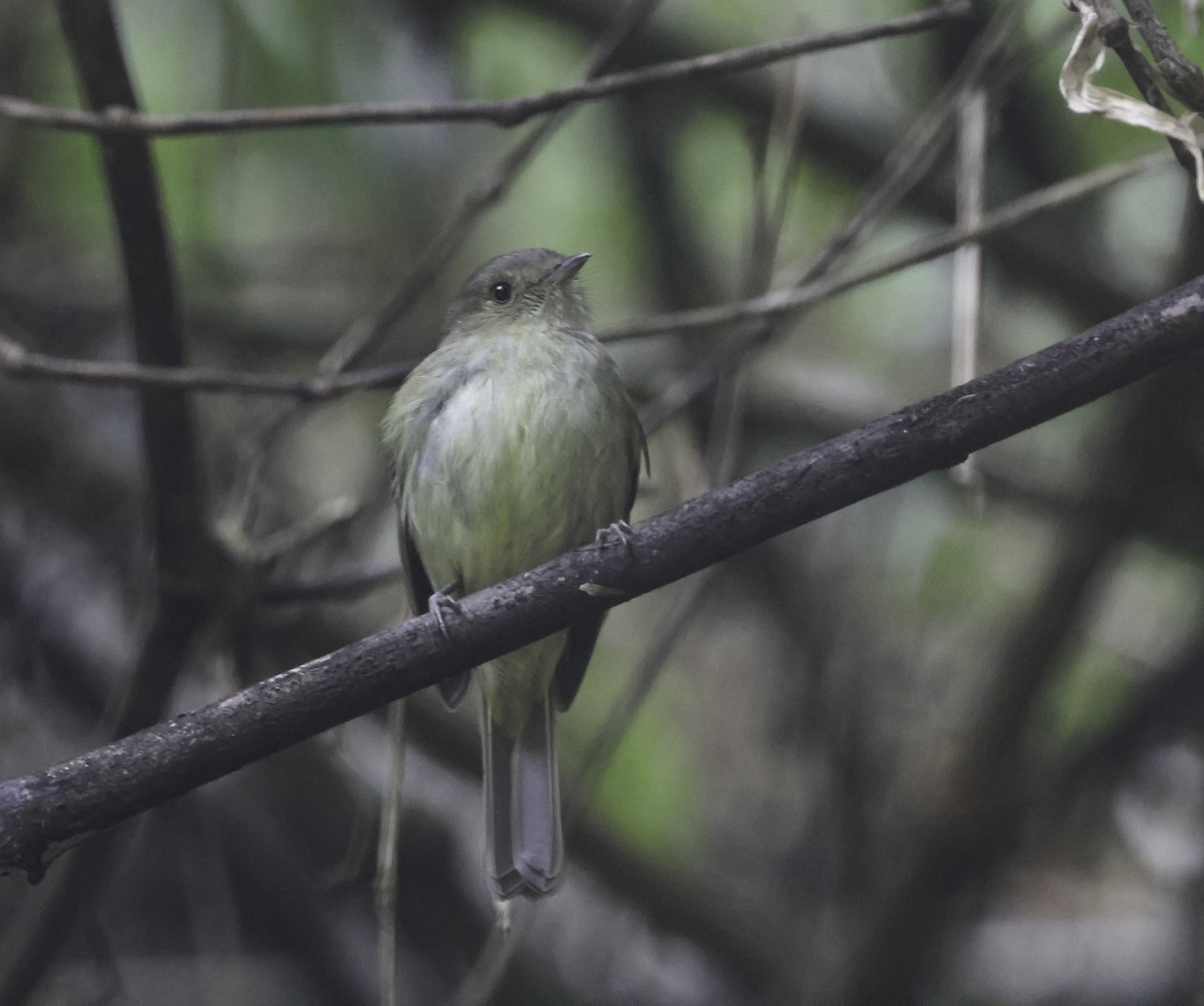 Serra do Mar Tyrant-Manakin - ML644626533