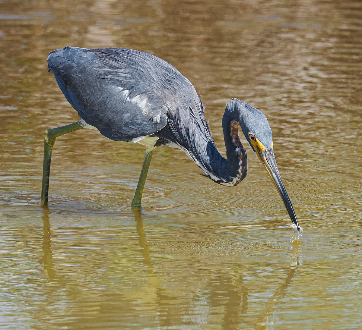 Tricolored Heron - ML644626544
