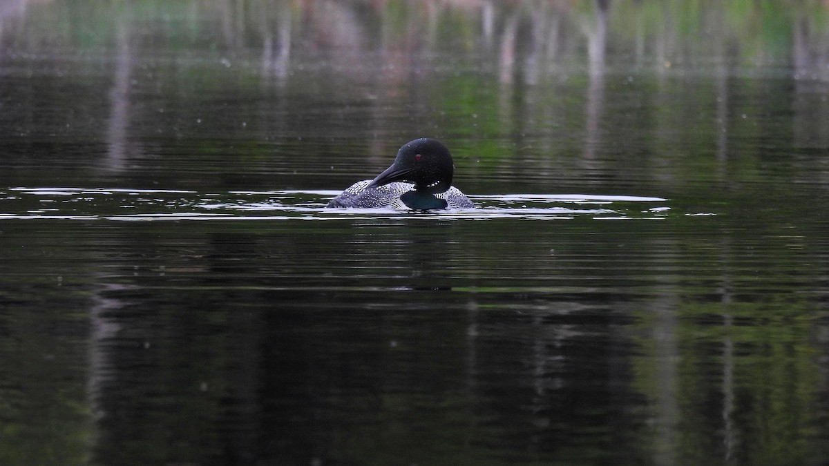 Common Loon - ML644626554