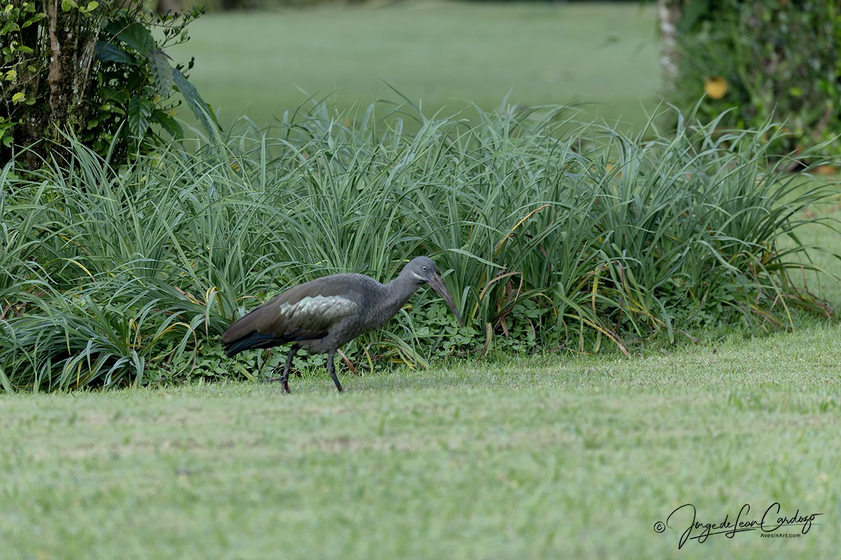 hadadaibis - ML644626563