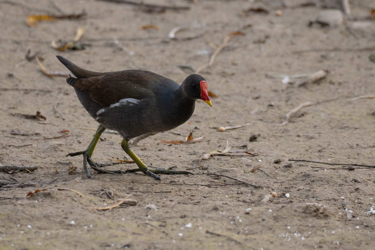 Eurasian Moorhen - ML644626566