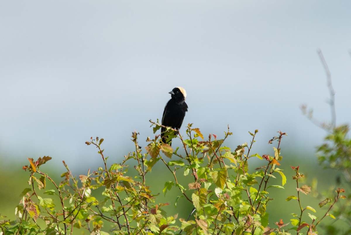 Bobolink - ML644626575
