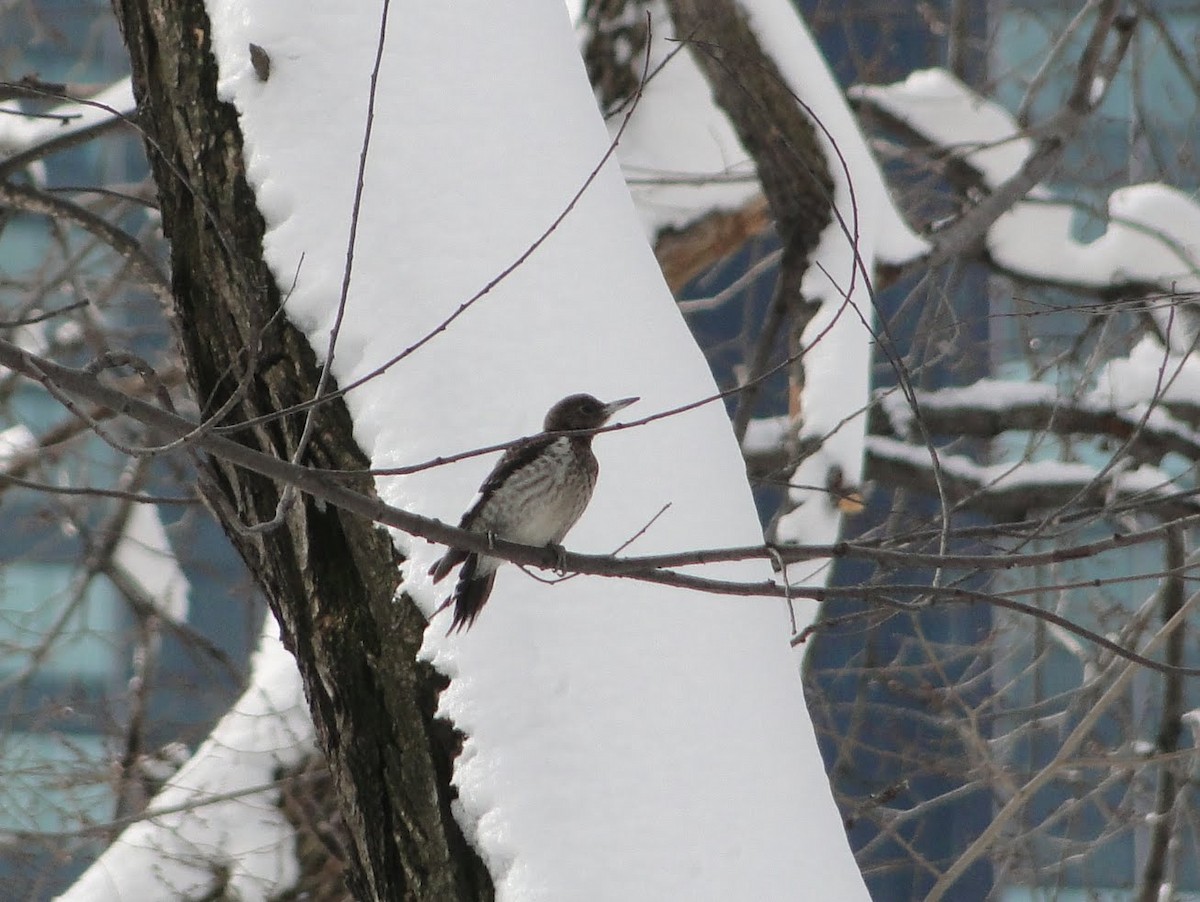 Red-headed Woodpecker - ML644626583