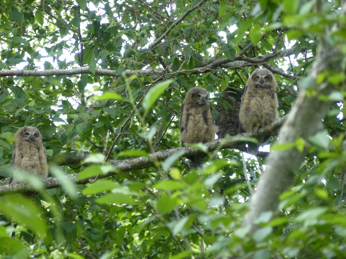 Great Horned Owl - ML644626588
